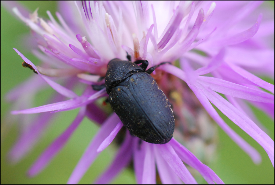 Larinus?
